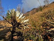 33 Carlina bianca (Carlina acaulis) sta fiorita